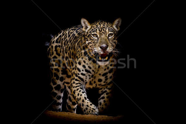 Stock fotó: Leopárd · portré · arc · macska · park · állat