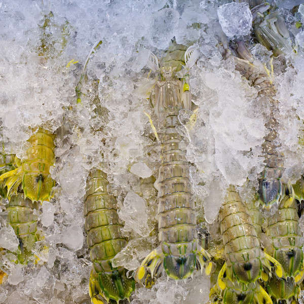 Mantis shrimp with ice in fresh market in Thailand Stock photo © art9858