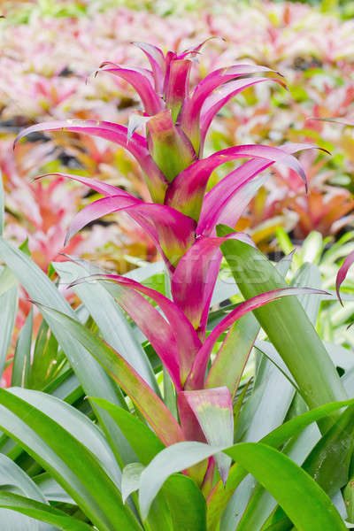 Pink Bromeliads Stock photo © art9858
