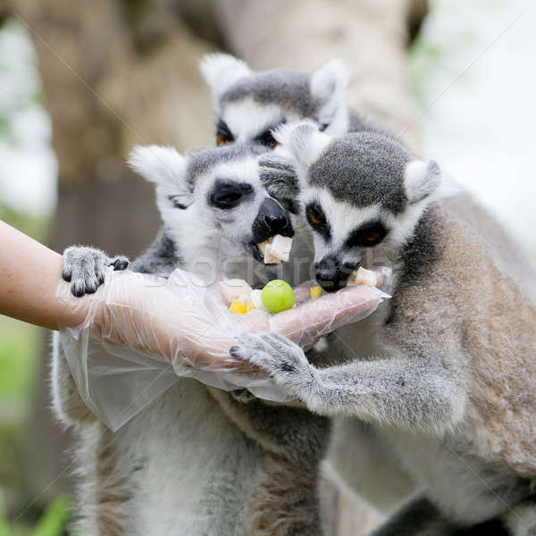 Südafrika Familie Raum Afrika weiß Stock foto © art9858