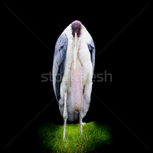 Greater Adjutant Stork - Leptoptilop Dubius Stock photo © art9858