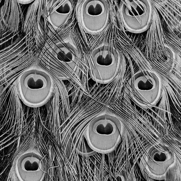 Peacock green and blue plumage in close up. Stock photo © art9858