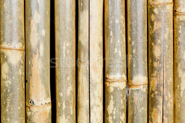 bamboo tube texture background Stock photo © art9858