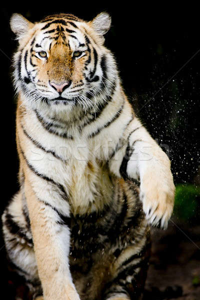 Tiger Stock photo © art9858