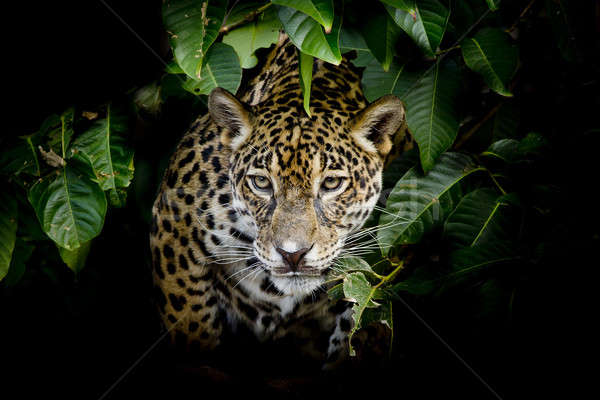 Foto stock: Jaguar · retrato · olho · azul · preto · outono