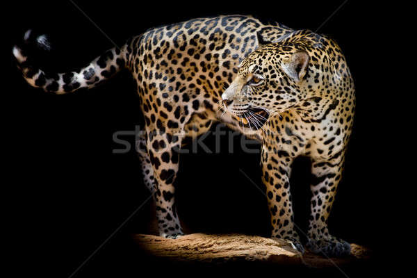 Jaguar портрет глаза черный осень цвета Сток-фото © art9858