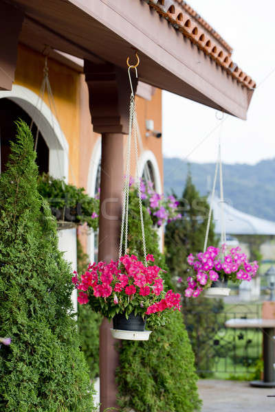 Opknoping bloemen veranda bloem voorjaar Stockfoto © art9858