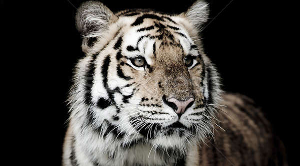 Tigre cara beleza verde cabeça animal Foto stock © art9858