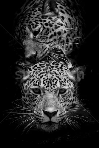 Jaguar portret charakter sztuki Afryki Zdjęcia stock © art9858