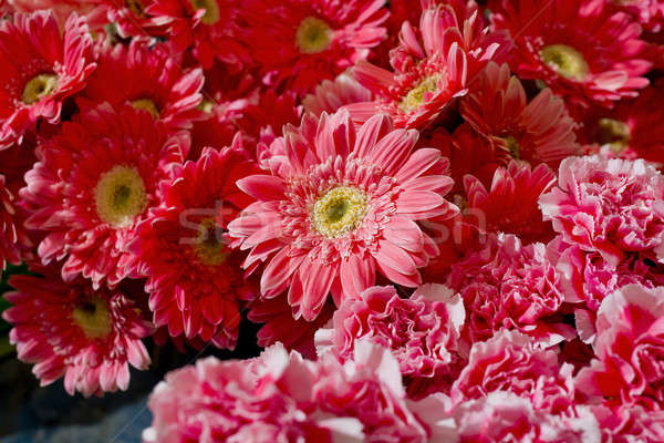 Background of a group of orange gerberas Stock photo © art9858