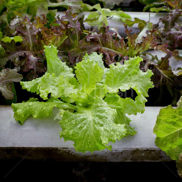 Organic hydroponic vegetable cultivation farm - close up. Stock photo © art9858