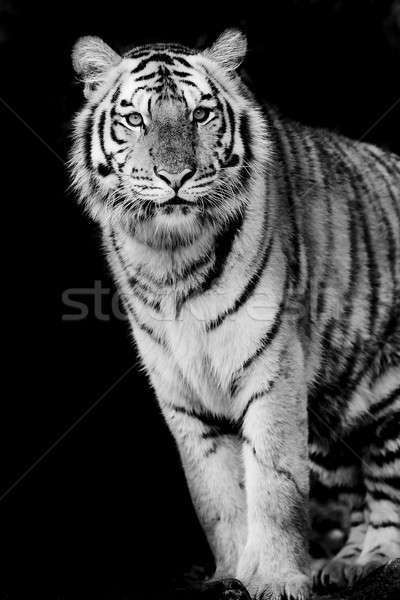 Tigre cara beleza verde cabeça animal Foto stock © art9858