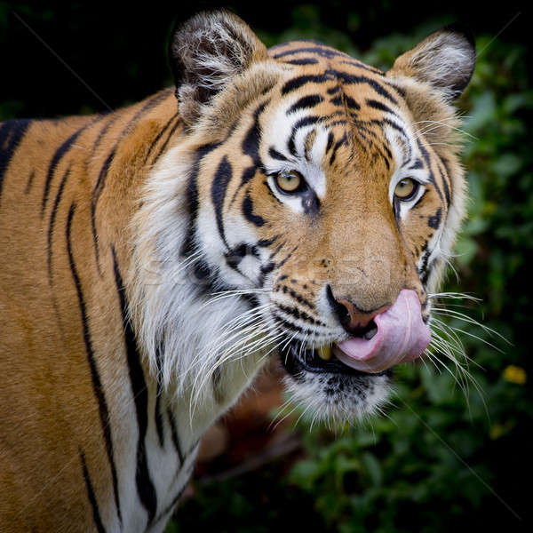 Zwart wit tijger naar buit klaar Stockfoto © art9858