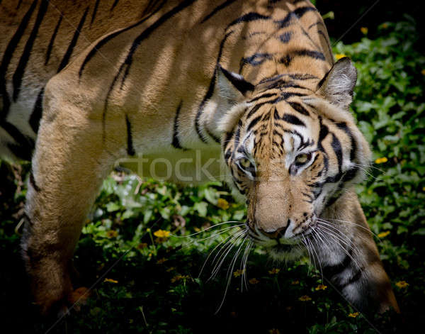 Schwarz weiß Tiger schauen Beute bereit Stock foto © art9858