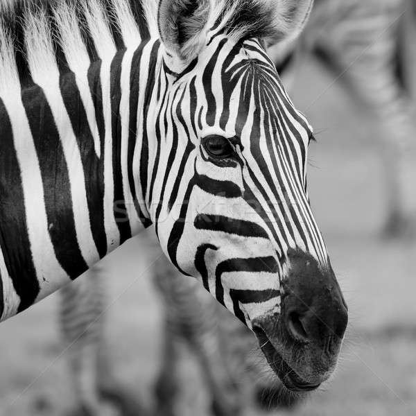 Stock photo: A Headshot of a Burchell's Zebra