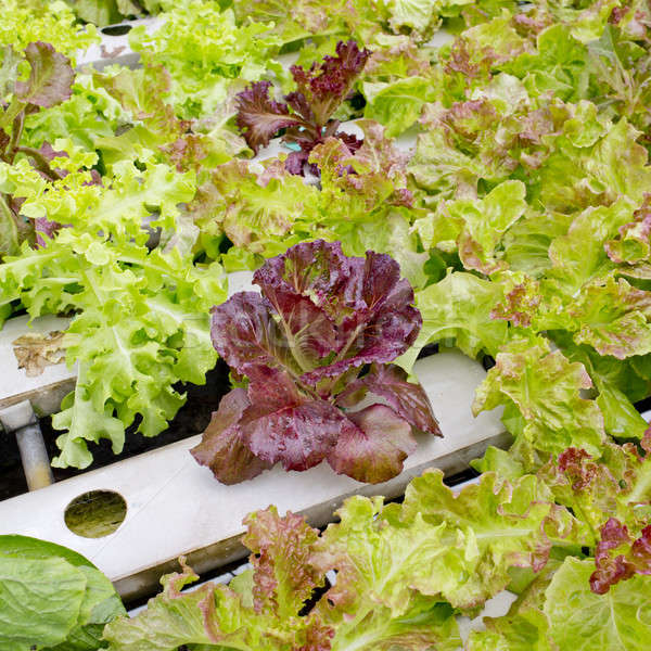 Stock photo: Organic hydroponic vegetable garden in Thailand merket