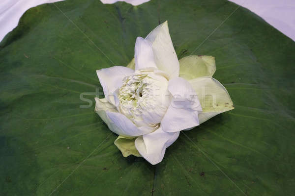 White Lotus flower isolate on lotus leaf Stock photo © art9858