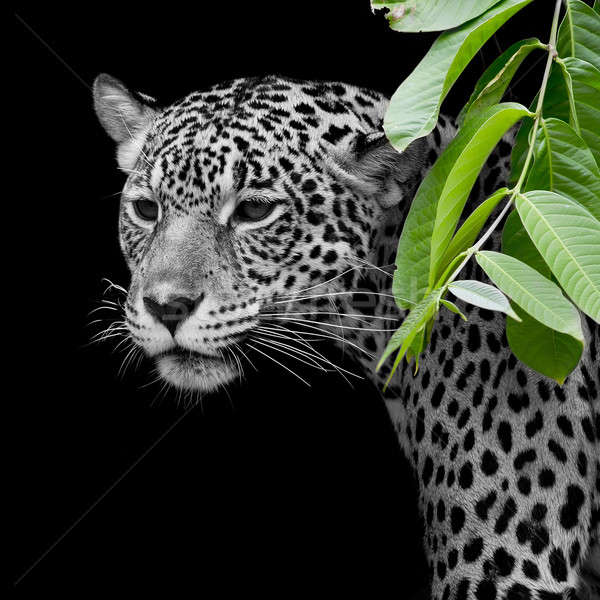 Jaguar ritratto occhi faccia cat sfondo Foto d'archivio © art9858