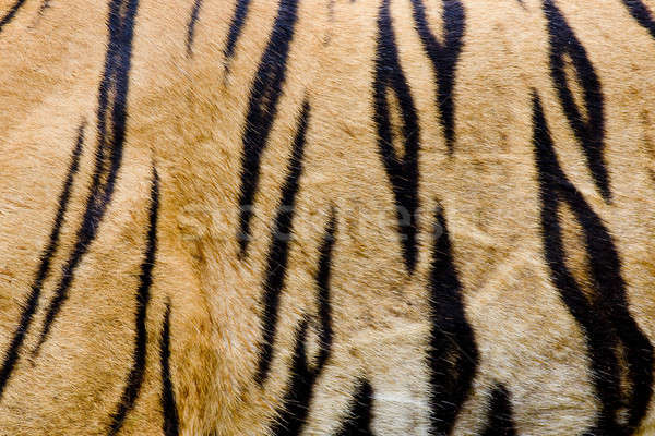 colorful detail of tiger pelt Stock photo © art9858