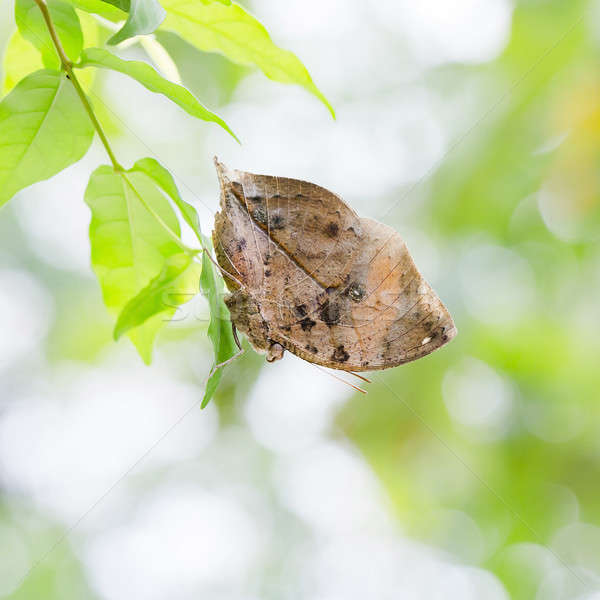 Indian Blatt Schmetterling genau wie getrocknet Stock foto © art9858