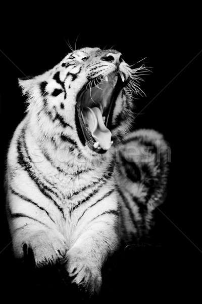 Fekete fehér tigris tél portré állat Stock fotó © art9858
