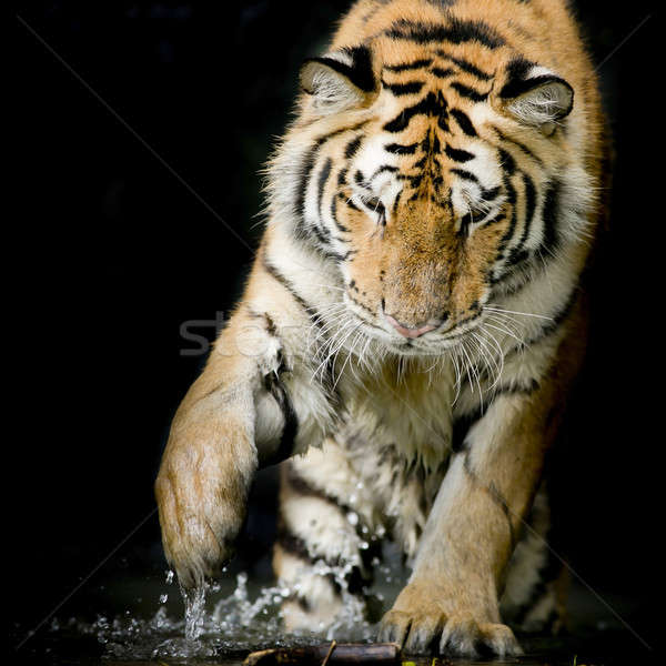 Portrait of tiger Stock photo © art9858
