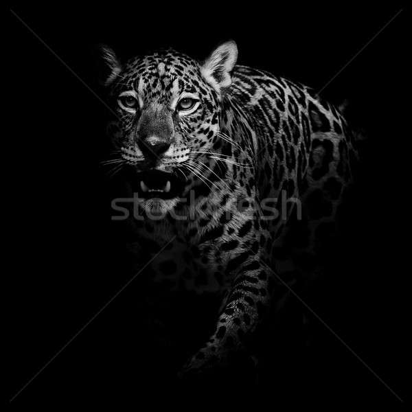 豹 肖像 面對 貓 公園 動物 商業照片 © art9858