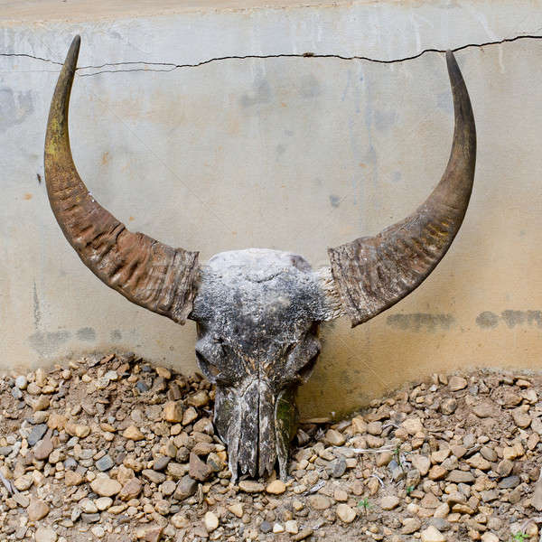 head skull of bull Stock photo © art9858