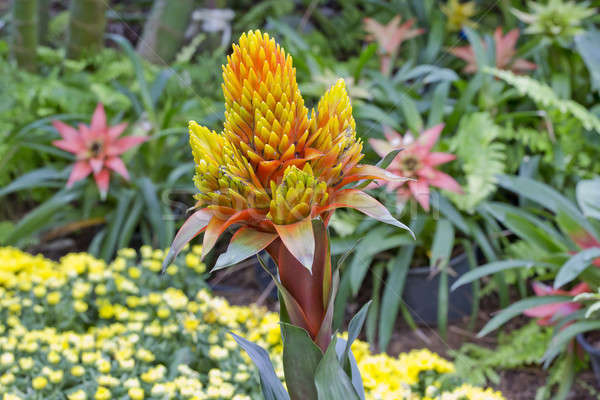 orange Bromeliads Stock photo © art9858