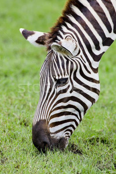 A Headshot of a Burchell's Zebra Stock photo © art9858