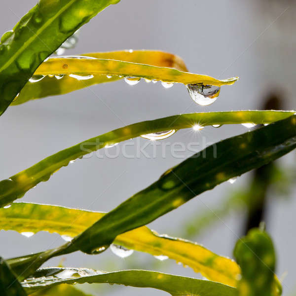 grass in garden for rain Stock photo © art9858