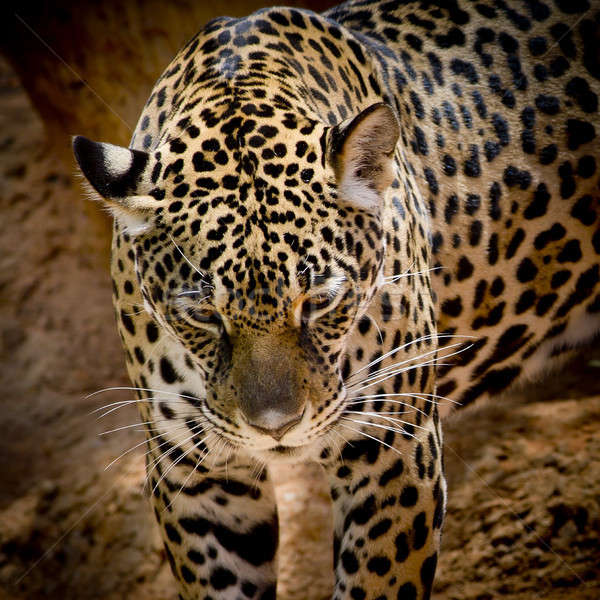Foto d'archivio: Jaguar · ritratto · albero · cat · bocca