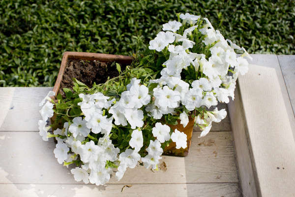 Tavasz százszorszép virág virágcserép élet támogatás Stock fotó © art9858