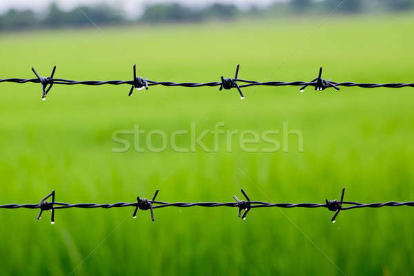 Barbed wire with rice background after raining Stock photo © art9858
