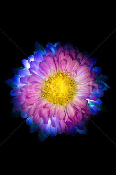 Gerçeküstü karanlık pembe çiçek dalya makro yalıtılmış Stok fotoğraf © artfotodima