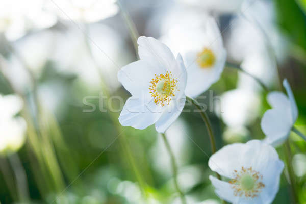 Beautiful Spring White Flowers  Stock photo © artfotodima