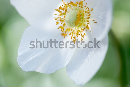 Beautiful Spring White Flower Stock photo © artfotodima