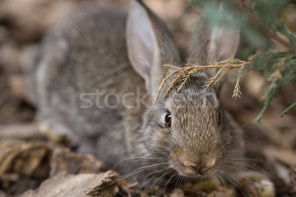 Rabbit is Beautiful Animal of Nature Stock photo © artfotodima