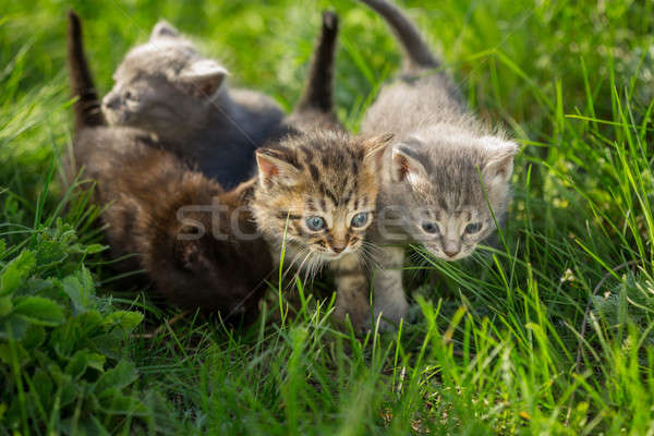 Little tabby kittens on green grass  Stock photo © artfotodima