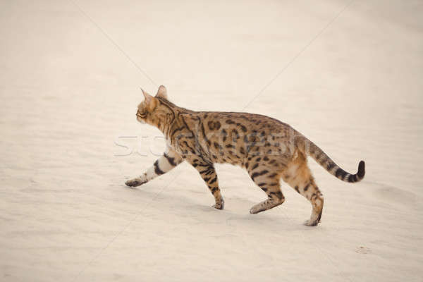 Savannah cat in desert Stock photo © artfotodima