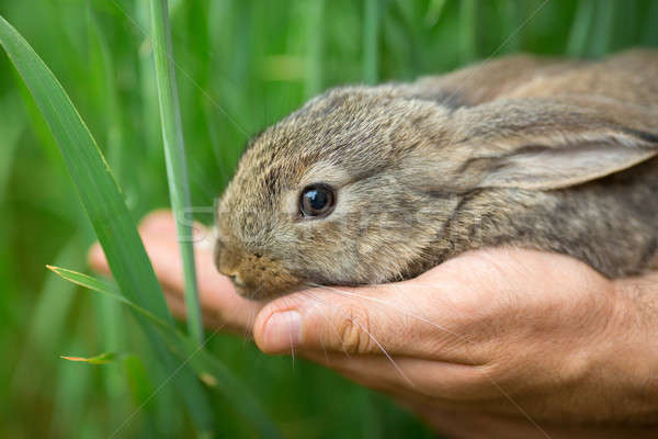 Rabbit. Animal in man hands Stock photo © artfotodima