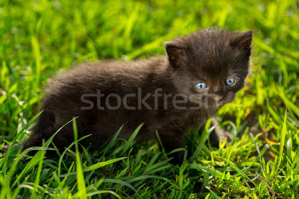 Foto stock: Pequeño · gatitos · hierba · verde · gatito · jugando · hierba