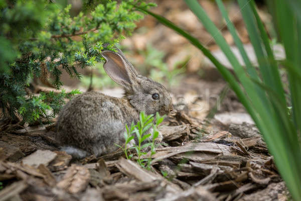 Kaninchen schönen Tier Natur cute Ostern Stock foto © artfotodima