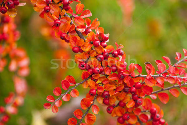 Stock photo: Beautiful berries in autumn