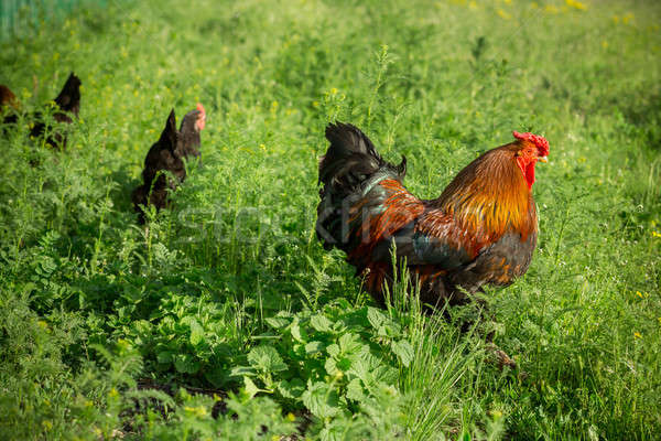 Chickens on traditional free range poultry farm Stock photo © artfotodima