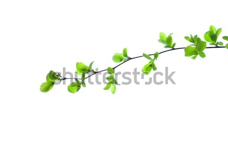 Green Branch Stock photo © artfotodima