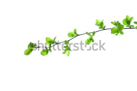 Vert branche printemps arbre isolé blanche [[stock_photo]] © artfotodima