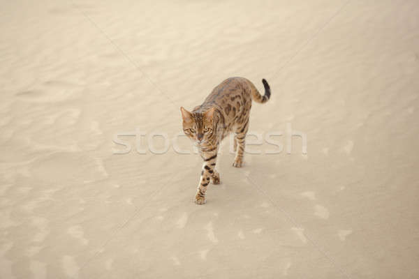 Savannah cat in desert Stock photo © artfotodima