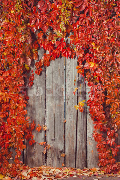 Autumn abstract frame. Fence and leaves Stock photo © artfotodima
