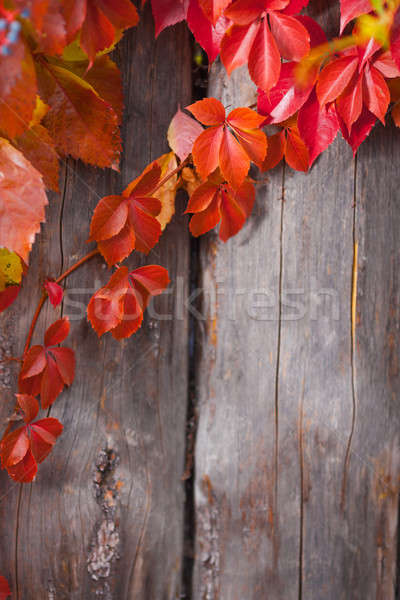 Autumn abstract frame. Fence and leaves Stock photo © artfotodima